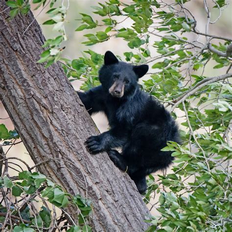 Black Bear Cub – Diamond Photography