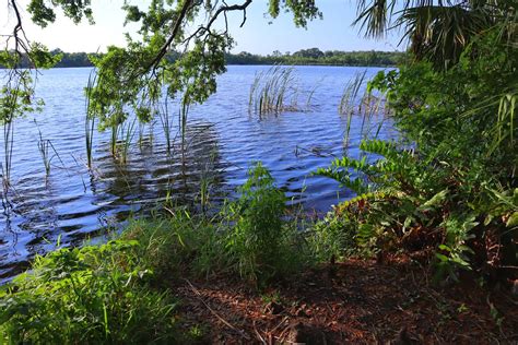 Alligators at lake tarpon | Josh Silver | Flickr