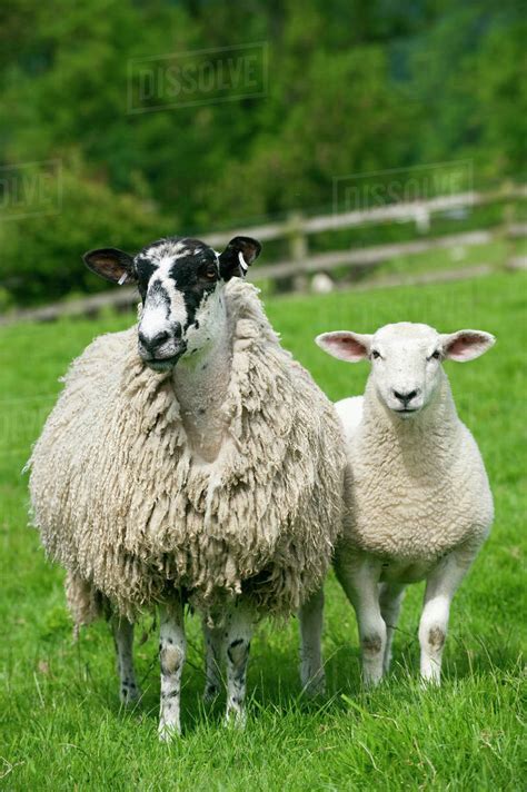 Agriculture - Mule sheep ewe with lamb. Mule sheep are a crossbred between a Bluefaced Leicester ...