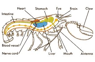 American Lobster- Homarus americanus - Digestive System of Different ...