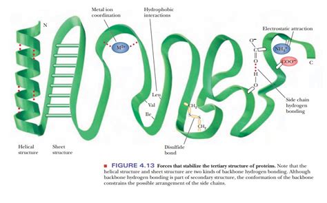 Forces Involved in Tertiary Structures