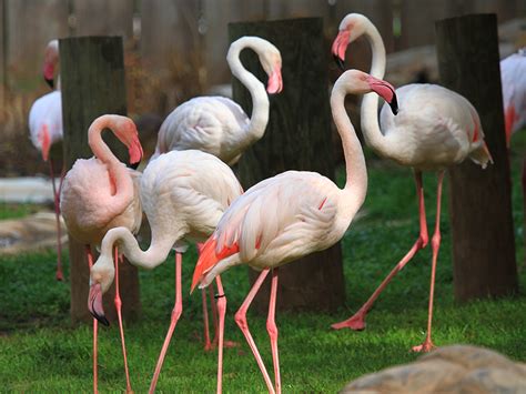 Greater Flamingo | Alexandria Zoo