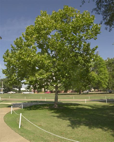 Mississippi State University Moon Tree