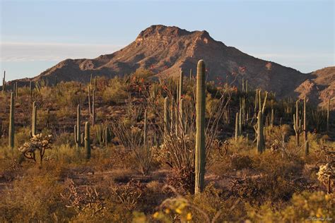 Sonoran desert Archives - Wild Mountain Echoes