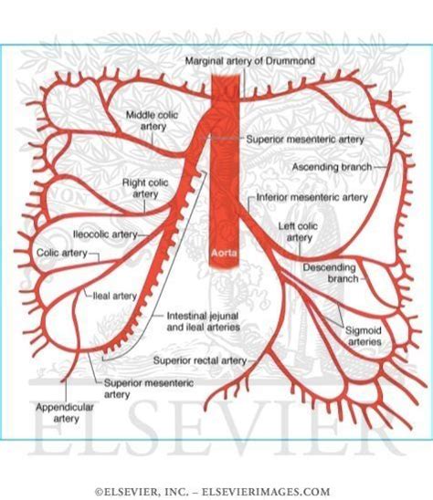 superior and inferior mesenteric artery | Medical anatomy, Diagnostic medical sonography ...