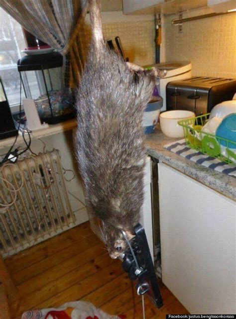 'Mutant Super Rats Invading Liverpool': Pest Controllers Say Beasts Are Becoming Immune To ...