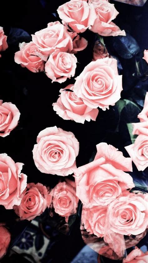 Aesthetic Pink Roses Wallpapers - Wallpaper Cave