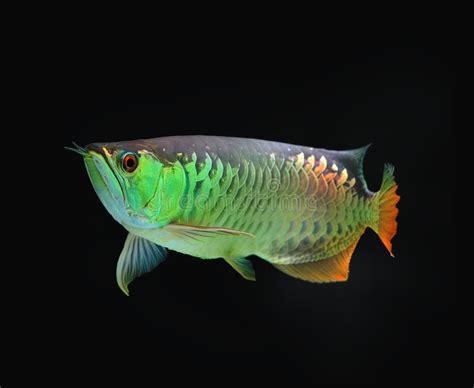 Asian Arowana fish stock photo. Image of chinese, aquaria - 21620712