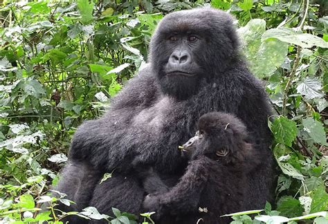 4 day Rwanda mountain gorilla trekking