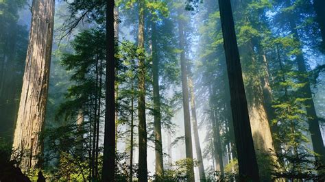 Papéis de Parede floresta fresco 1920x1080 Full HD 2K imagem