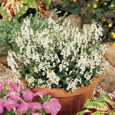 White Angelonia Seeds - Heat Tolerant Flowers