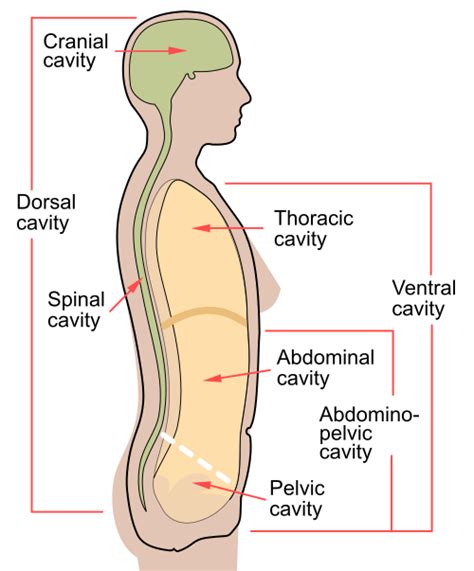 Spinal canal - Wikipedia
