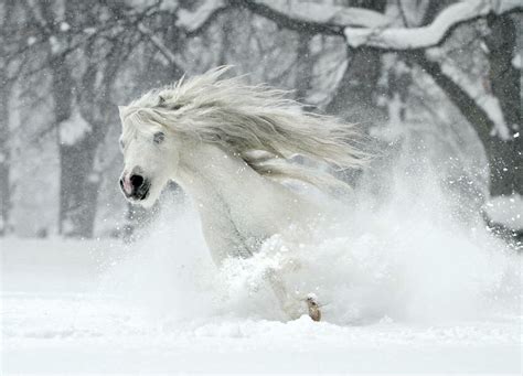 15++ Horses in snow images ideas in 2021 | stallhorsebarndesigns