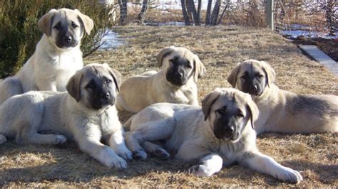 Kangal Dog Puppies