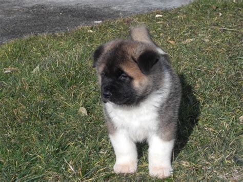 Japanese Akita Puppies | Top Dog Directory