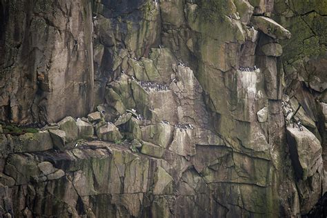 Colony of guillemot murre birds nesting and roosting on cliff fa ...