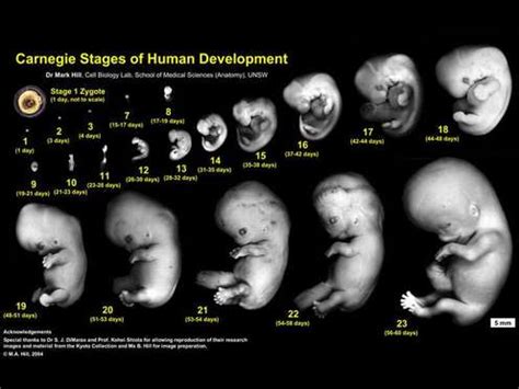 Prenatal Development - human Development