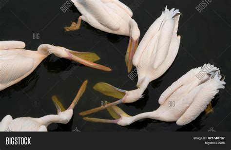 Great White Pelican Image & Photo (Free Trial) | Bigstock