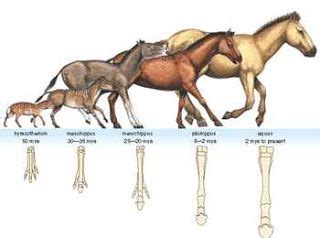 Horse Evolution | Horses, Pictures of fossils, Evolution