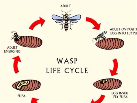 Yellow Jacket Wasp Life Cycle