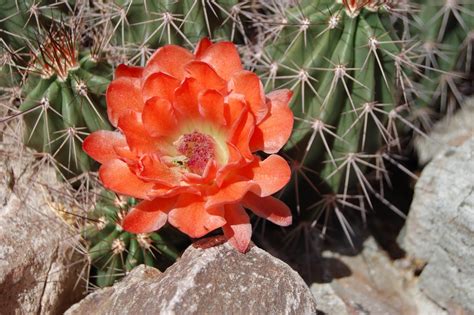 Loose Ends: Knitted Ancestors: Arizona Cacti Flowers