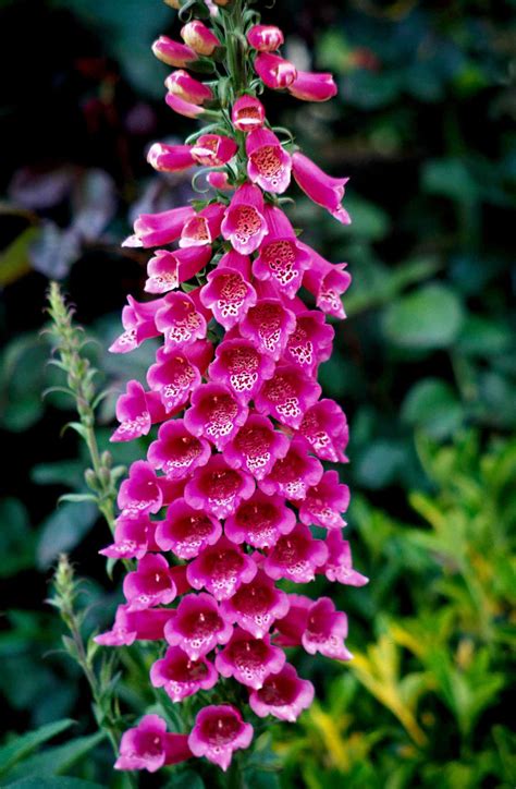 Foxglove