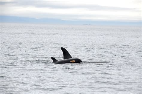 Birth of Female Baby Orca Increases the Endangered Southern Resident ...