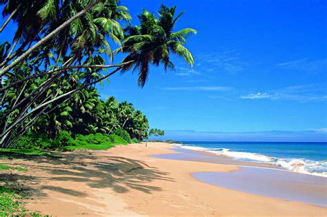 Green coconut trees, landscape, sea, tropical HD wallpaper | Wallpaper Flare