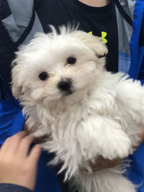 Maltese Puppies For Sale | Union, KY #310891 | Petzlover