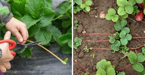 What Are Strawberry Runners? (Stolons) – Strawberry Plants