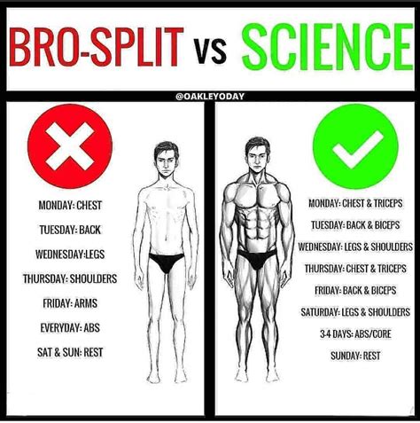 Bro Split Workout Plan Pdf