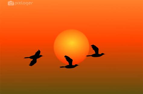 Birds at sunrise | Sunrise, Birds, Scene