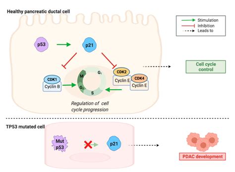 Cancers | Free Full-Text | Cyclin Dependent Kinase-1 (CDK-1) Inhibition ...