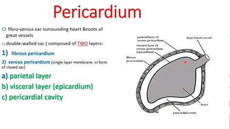 Pericardium Diagram