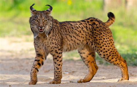 46 best Iberian Lynx images on Pholder | Nature Is Fucking Lit ...