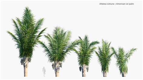 High Poly | Attalea Cohune (Cohune Palm) 3D Model - GlobePlants