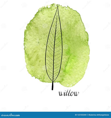 Vector leaf of willow tree stock vector. Illustration of botany - 123103344