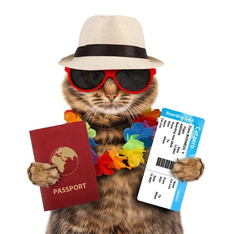 Cat with passport and airline ticket — Stock Photo © funny_cats #80976440