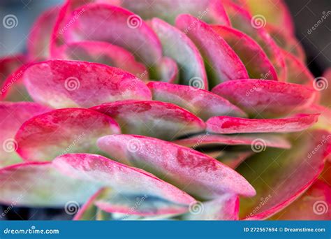 Flowers Grass Plants of Desert or Arid Land Stock Photo - Image of ...