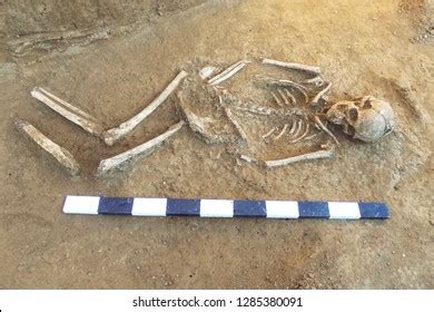 Archaeological Excavations Man Finds Bones Skeleton Stock Photo ...