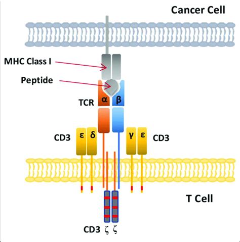 Label The Parts Of The B Cell Receptor