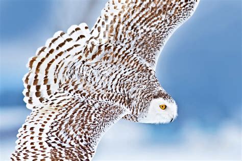 Snowy Owl Facts (and Where to Find Them!) - Birds and Blooms