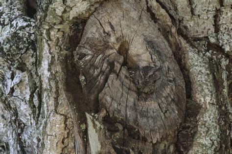 Internet baffled by mesmerising tree optical illusion | Daily Star