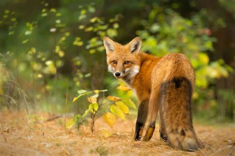 Red Fox Environmental - Cool Wildlife