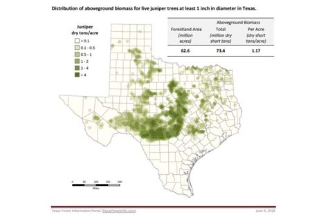 What is cedar fever? Experts explain Texas winter irritant