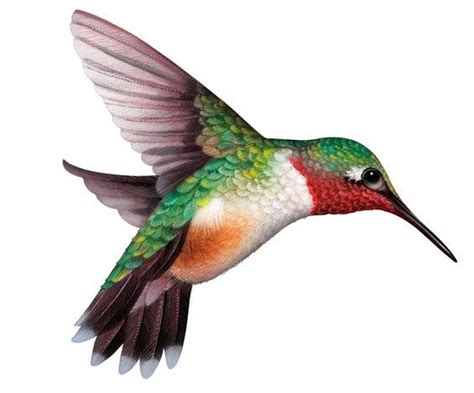 Free Hummingbird Clipart Pictures - Clipartix