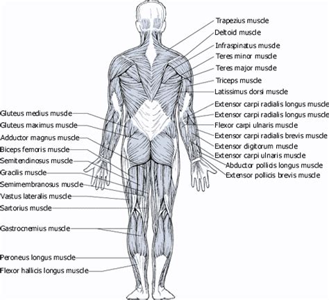 Human anatomy diagram picture ~ Human Anatomy