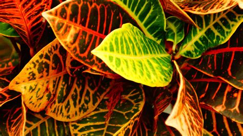 Day 92...Photo: Colorful Plant Leaves | Plant leaves, Plants, Colorful ...