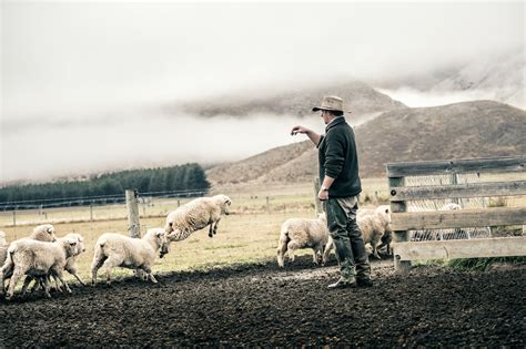 New Zealand Sheep Farm - Vol-2 on Behance