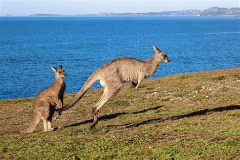 Australia Is Home to Some Seriously Strange-Looking Animals – Fodors ...